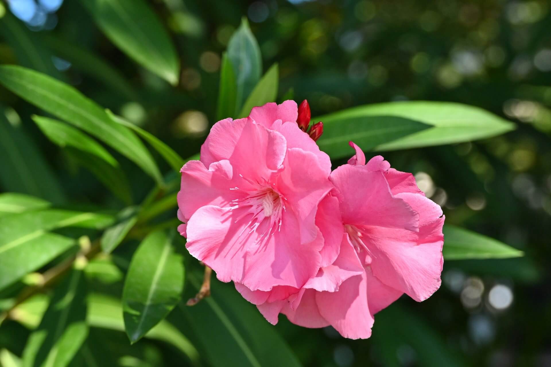 Розовые цветы