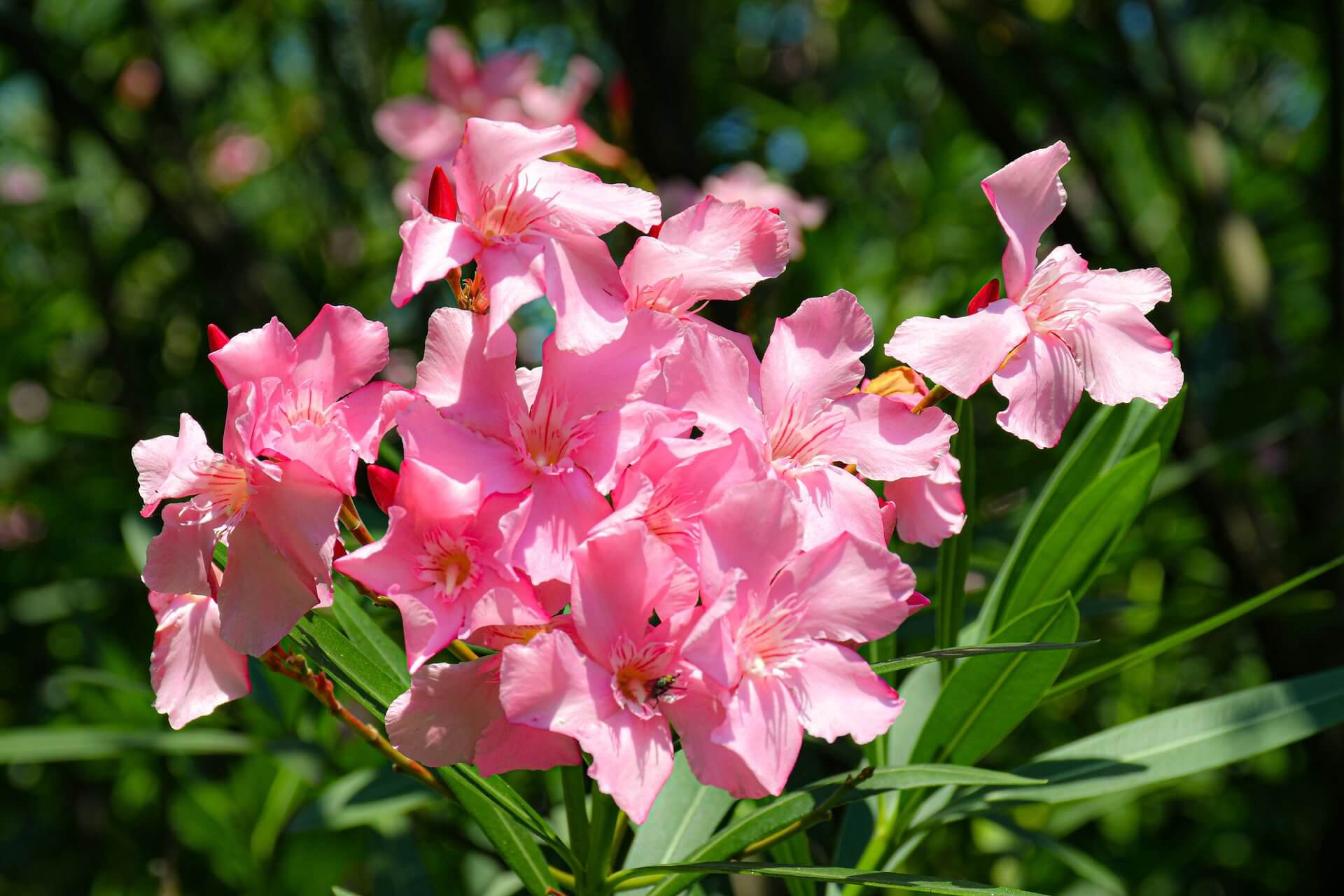 Розовые цветы