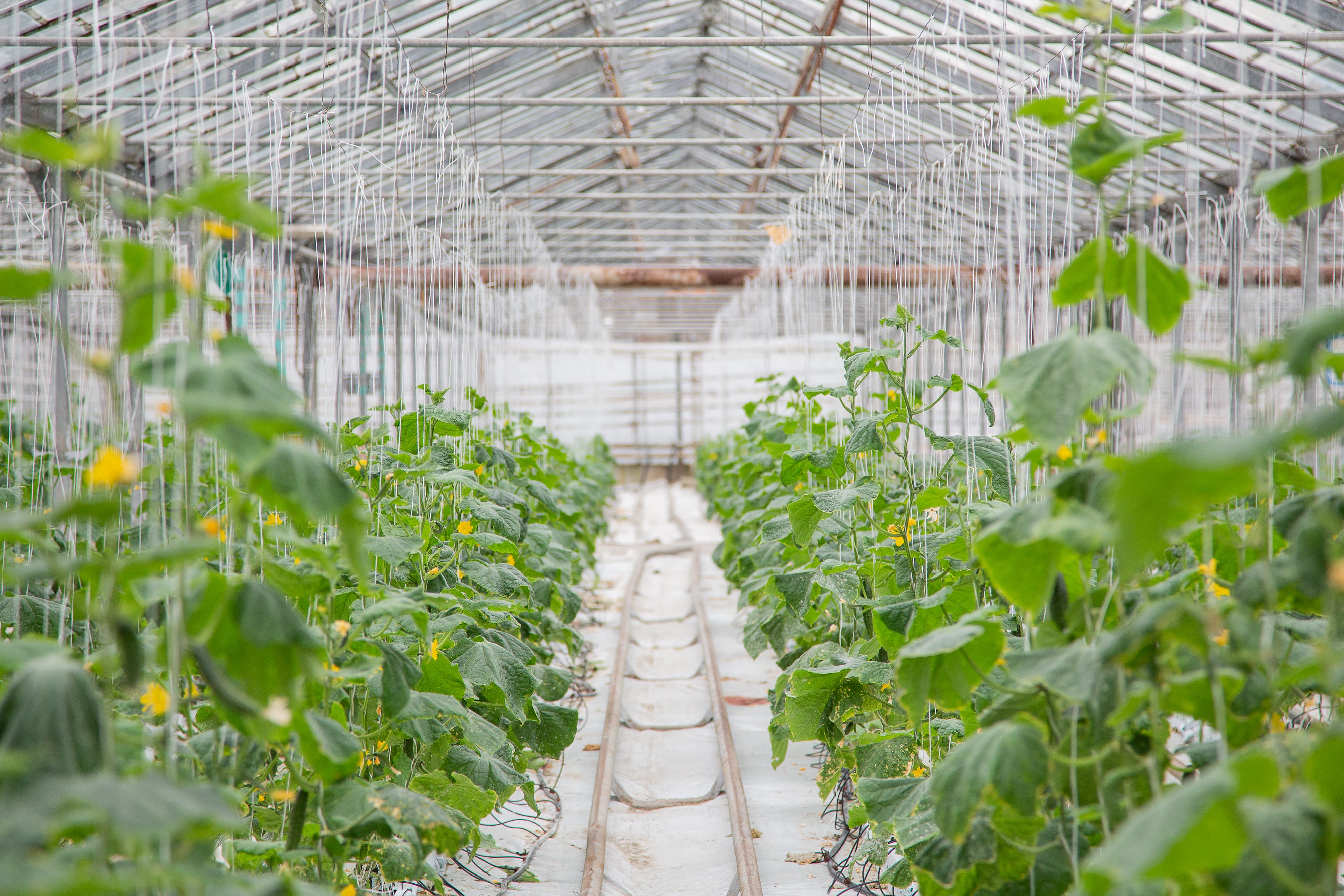 На фото теплица